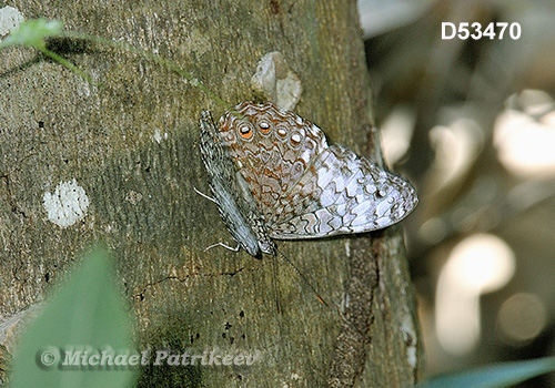 Pale Cracker (Hamadryas amphichloe)